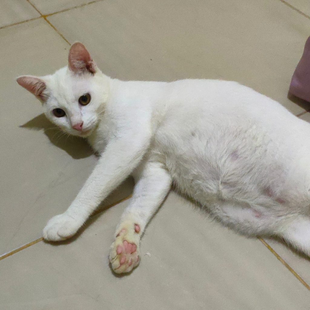 Melihat Pandangan Islam Tentang Kucing