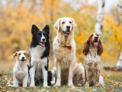 Hukum Islam tentang Memelihara Anjing