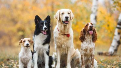 Hukum Islam tentang Memelihara Anjing