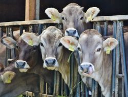 Agar Kurban Sah, Ini Syarat Sapi yang Wajib Dipenuhi