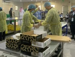 Kurma Ajwa Madinah Siap Panen, RI Jadi Pasar Utama