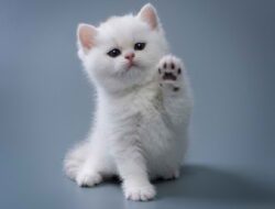 Teladan Rasulullah dalam Menyayangi Hewan Peliharaan