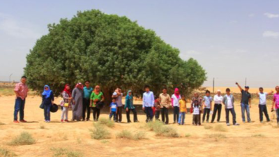 Pohon Sahabi, “Sahabat” Nabi yang Masih Hidup hingga Kini