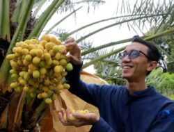 Wow! 462 Pohon Kurma Berbuah di Sukabumi