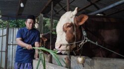 Daftar Harga Hewan Kurban 2026 di Masjid Istiqlal
