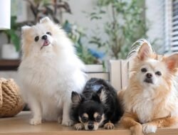 Benarkah Malaikat Tak Masuk Rumah yang Ada Anjing?