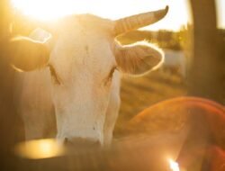Arti Mimpi Melihat Sapi, Benarkah Pertanda Rezeki?
